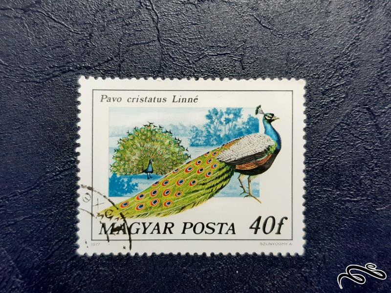 تمبر طاووس  - مجارستان 1977