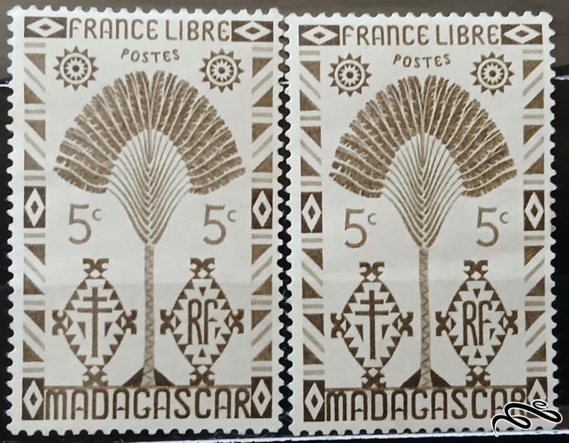 درخت مسافران / ماداگاسکار 1943