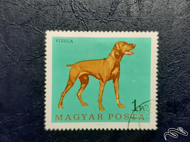 تمبر سگ نژاد ویزلا - مجارستان