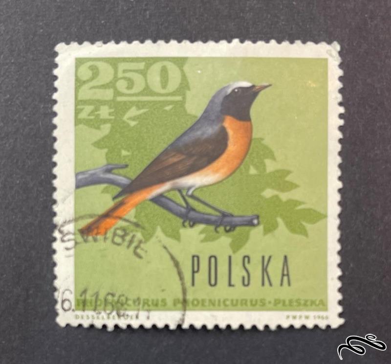 تمبر زیبای باارزش 1966 لهستان PWPW . پرنده (93)6