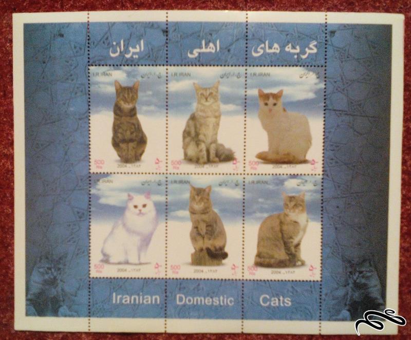 مینی شیت زیبای 1383 گربه اهلی ایران (02)