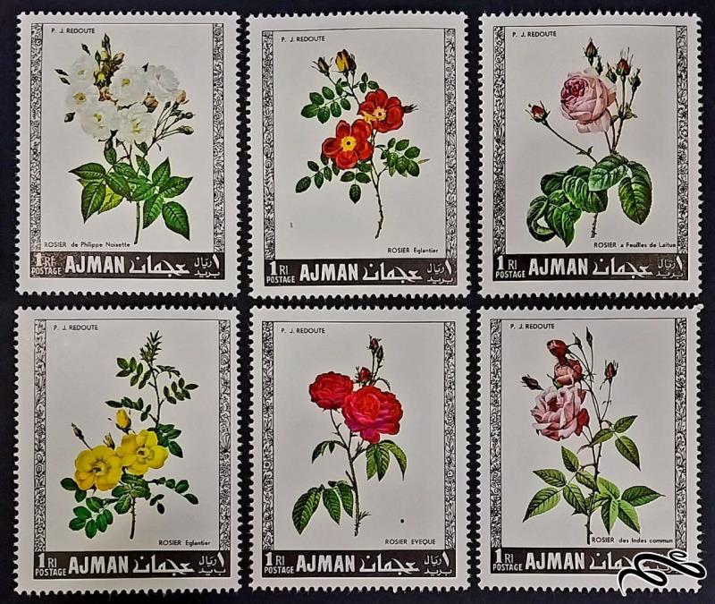 گل رز roses / عجمان 1969