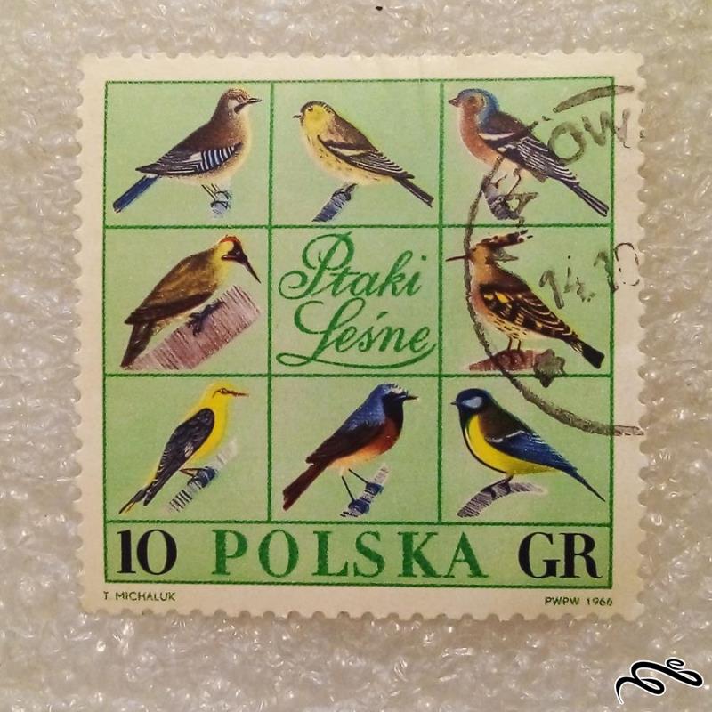 تمبر زیبای باارزش ۱۹۶۶ لهستان . پرنده (۹۳)۵
