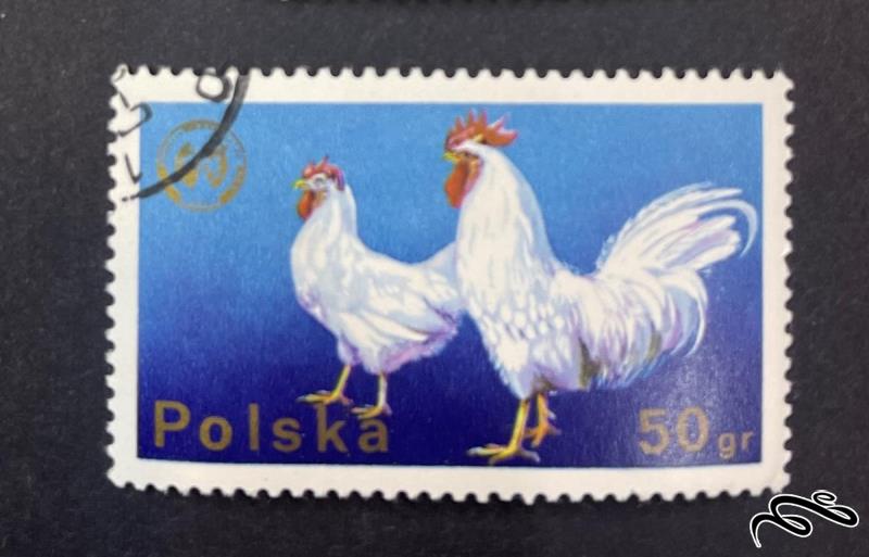 تمبر زیبای باارزش لهستان . خروس (۹۳)۶