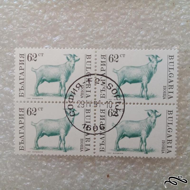 بلوک تمبر بلغارستان 1991 بز م گمرکی (0)