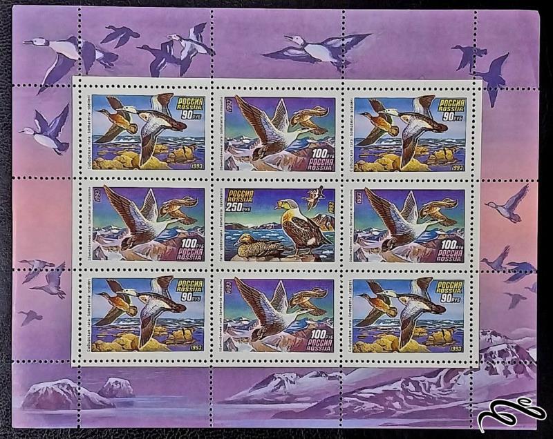 اردک ها / روسیه 1993