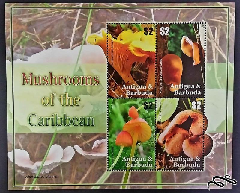 قارچ های کارائیب / انتیگوا باربودا 2007