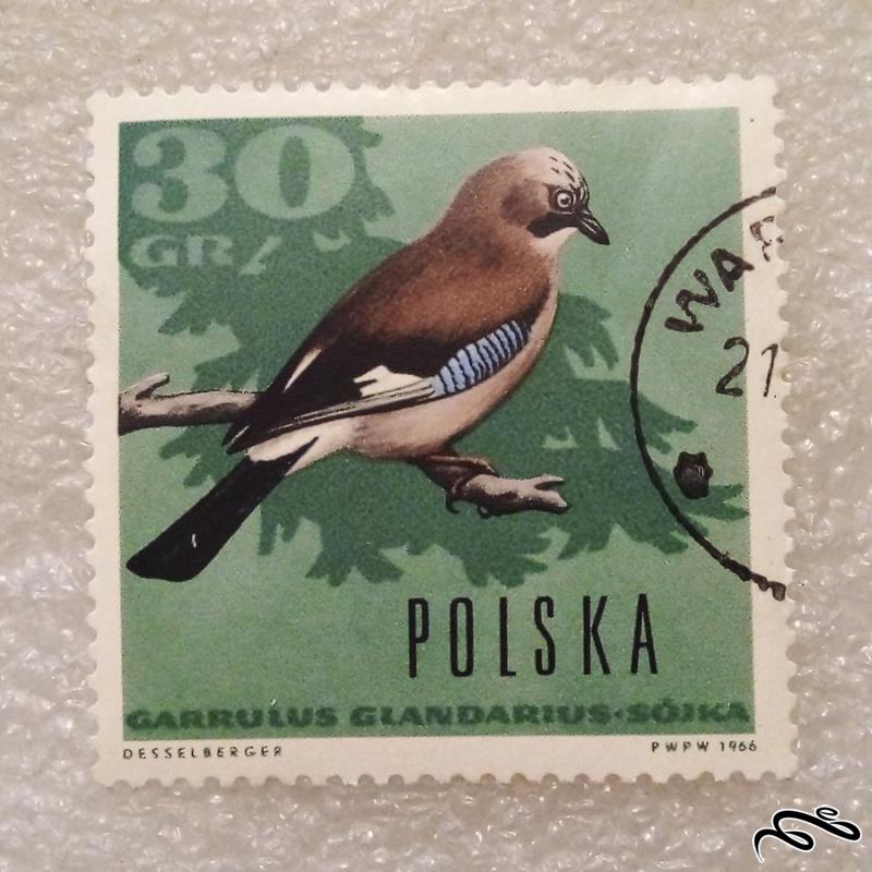 تمبر زیبای باارزش 1966 لهستان . پرنده (93)5
