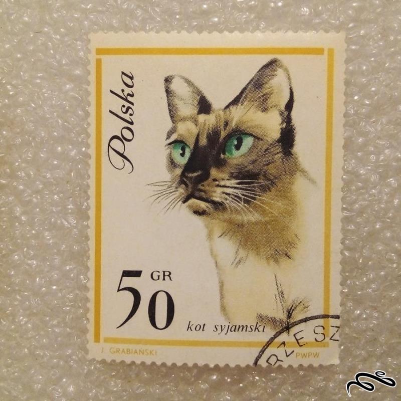 تمبر زیبای قدیمی لهستان PWPW . گربه (92)3