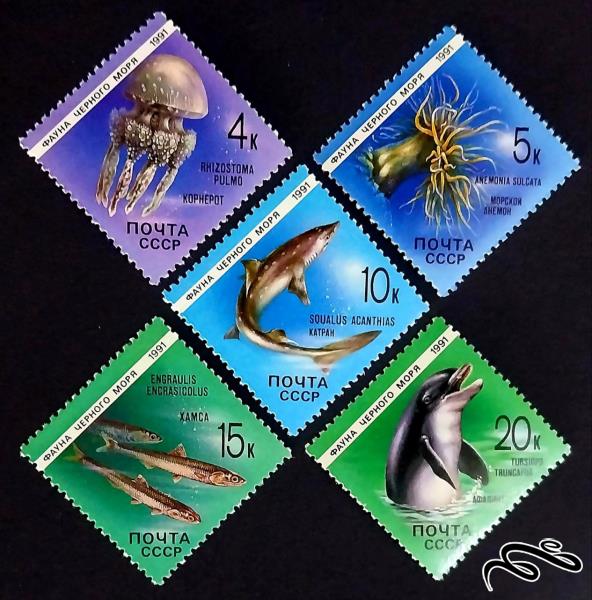جانوران دریای سیاه fauna of black sea / شوروی 1991