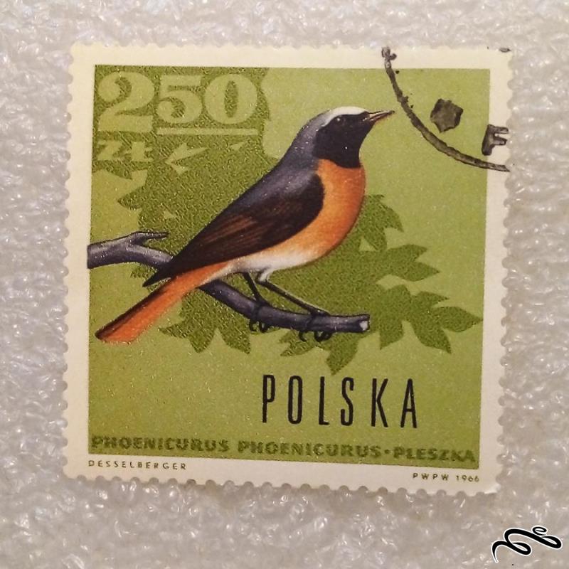 تمبر زیبای باارزش ۱۹۶۶ لهستان . پرنده (۹۳)۵