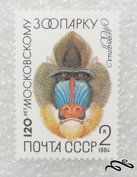تمبر زیبای ۱۹۸۴ شوروی CCCP.میمون (۹۸)۵+F